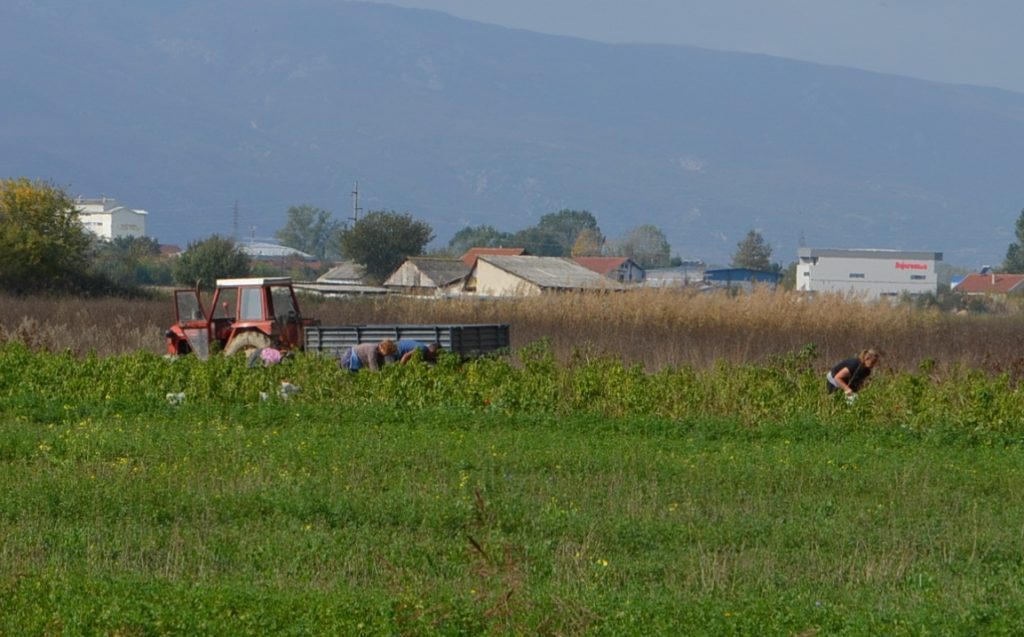 30 до 40 насто од површините во Македонија наменети за одгледување земјоделски култури не се засадуваат (Фото: СДК.МК)