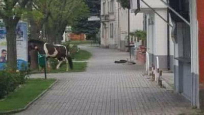 ОХРИДСКИ КОМУНАЛЦИ БРКАА КОЊ ЗА ДА НЕ ГО УНИШТИ ПАРКОТ