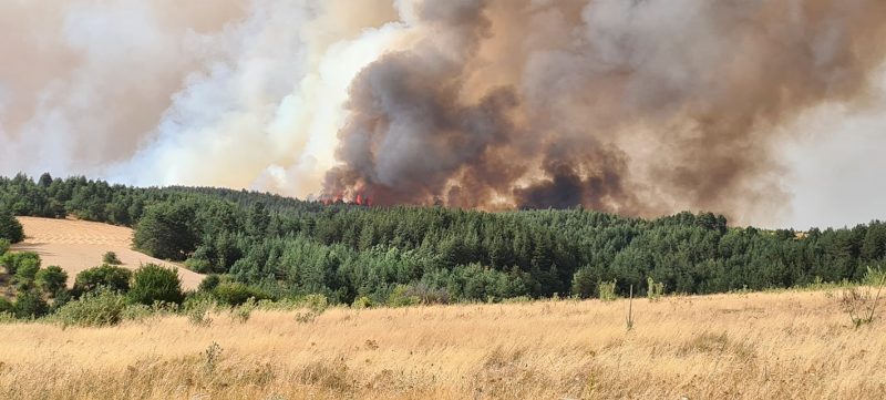 ПОЖАРОТ ВО ПЕХЧЕВО УШТЕ НЕ Е ПОД КОНТРОЛА, МОЖНО Е ДА СЕ ПРОШИРИ ВО БУГАРИЈА, ВЕЛАТ ОД ЦУК