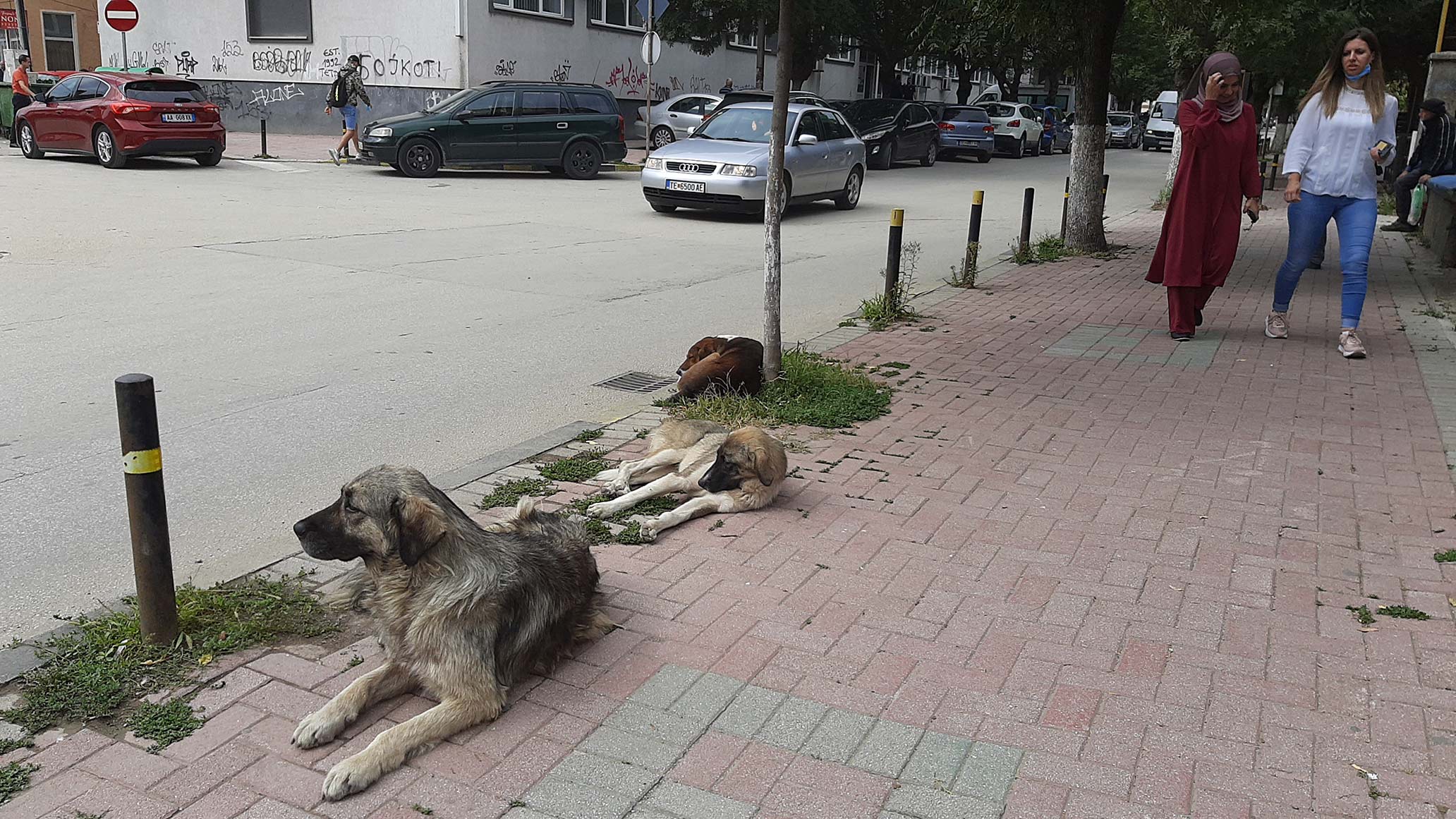 ВО ТЕТОВО СЕ ПОТРОШЕНИ ПАРИТЕ И НЕМА КОЈ ДА ГИ ЗАЛОВУВА АГРЕСИВНИТЕ КУЧИЊА КОИ ВЧЕРА ИСКАСАА 5-ГОДИШНО ДЕТЕ