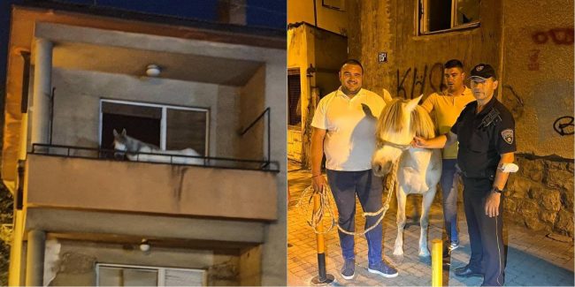 СПАСЕН КОЊ КОЈ БИЛ ВРЗАН НА ТЕРАСА ВО ДЕБАР МААЛО И ОДНЕСЕН ВО СКОПСКАТА ЗООЛОШКА