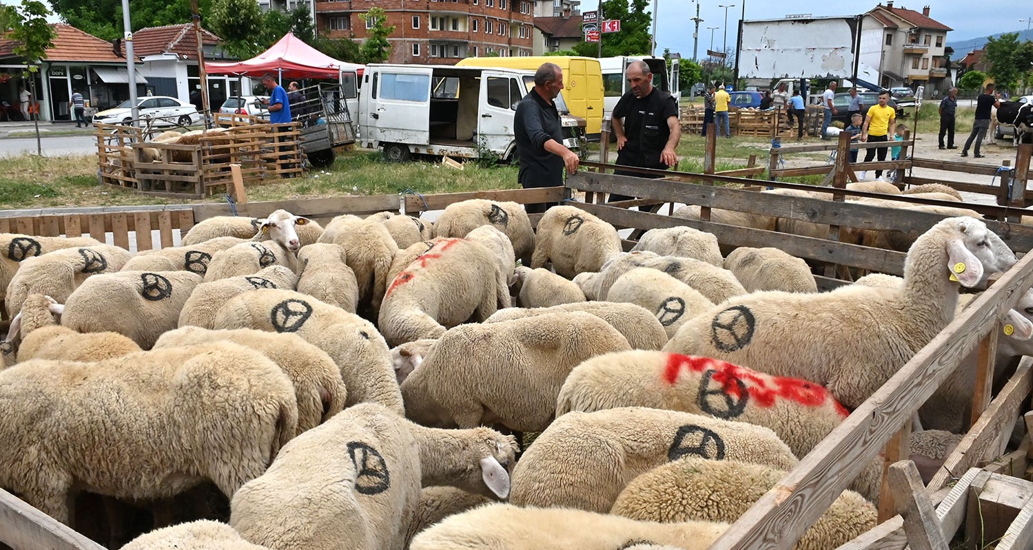 СÉ Е ПОСКАПО ОД ЛАНИ, АМА ВО ТЕТОВО ОБИЧАЈОТ ЗА КУРБАН БАЈРАМ МОРА ДА СЕ ЗАПАЗИ