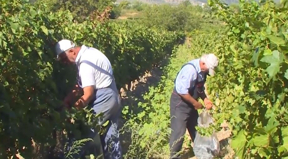 ВО ТИКВЕШИЈАТА НЕМА АРГАТИ ЗА БЕРБА НА ЛОЗЈАТА,  А СЕ ОЧЕКУВА РЕКОРДЕН РОД