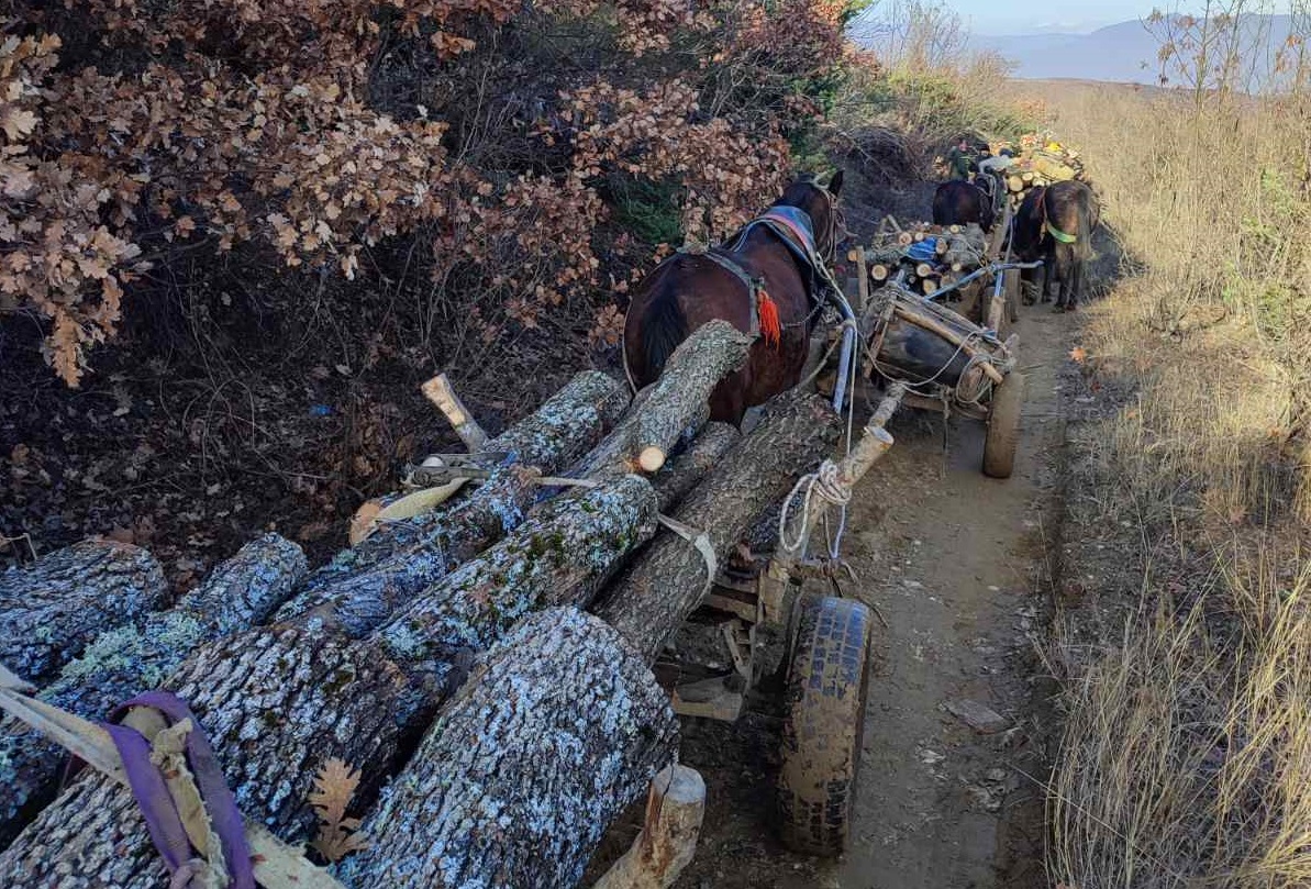 ВО СТРУМИЧКО ФАТЕНИ ТРОЈЦА ДРВОКРАДЦИ СО 25 КУБИКА ДРВА НА 15 ЗАПРЕЖНИ КОЛИ