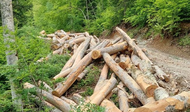 ДА СЕ ЗАБРАНИ ПРОДАЖБА НА ВЛАЖНО ОГРЕВНО ДРВО, БАРА БИТОЛСКО