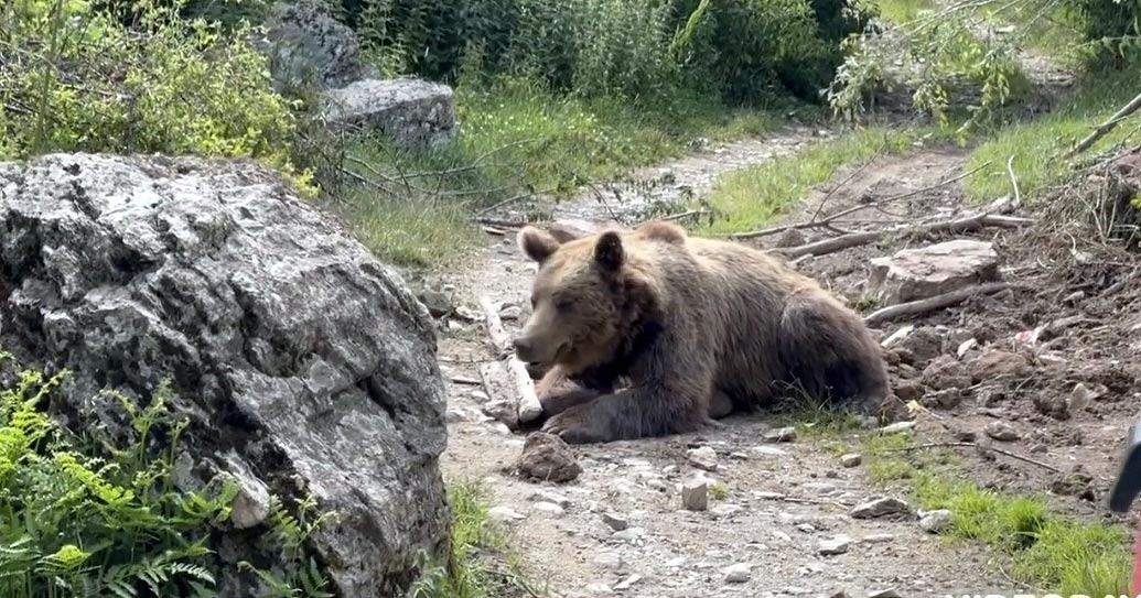 АКЦИЈА ЗА СПАСУВАЊЕ МЕЧОК ЗАГЛАВЕН ВО ОГРАДА НА БАЧИЛО НА ШАР ПЛАНИНА