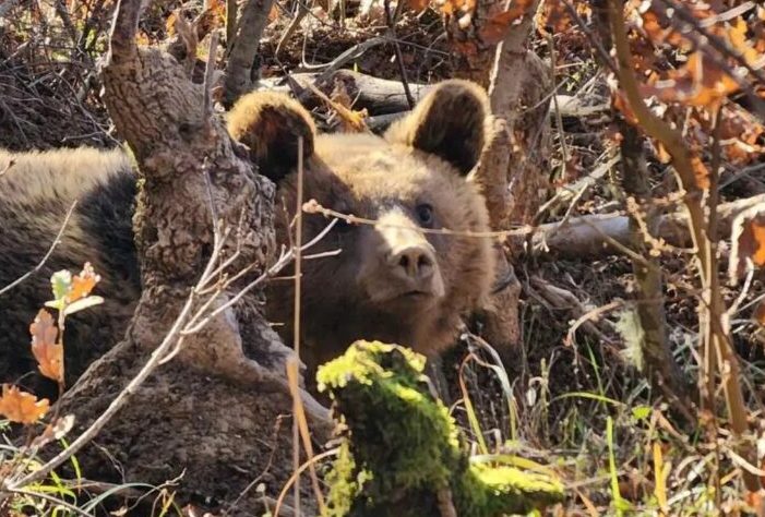 ГРЦИЈА И АЛБАНИЈА ЗАЕДНО СПАСИЈА МЕЧКА КОЈА ЦЕЛА НЕДЕЛА БИЛА ЗАРОБЕНА ВО ЗАМКА КАЈ ПОГРАДЕЦ