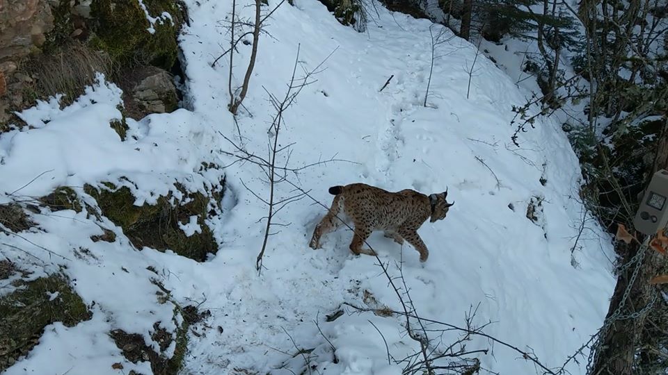 БАЛКАНСКИОТ РИС ВЛЕЗЕ НА ЛИСТАТА НА ПРЕСЕЛНИ ВИДОВИ НА БОНСКАТА КОНВЕНЦИЈА, МАКЕДОНИЈА И АЛБАНИЈА МОРА ДА ГО ЗАЧУВААТ