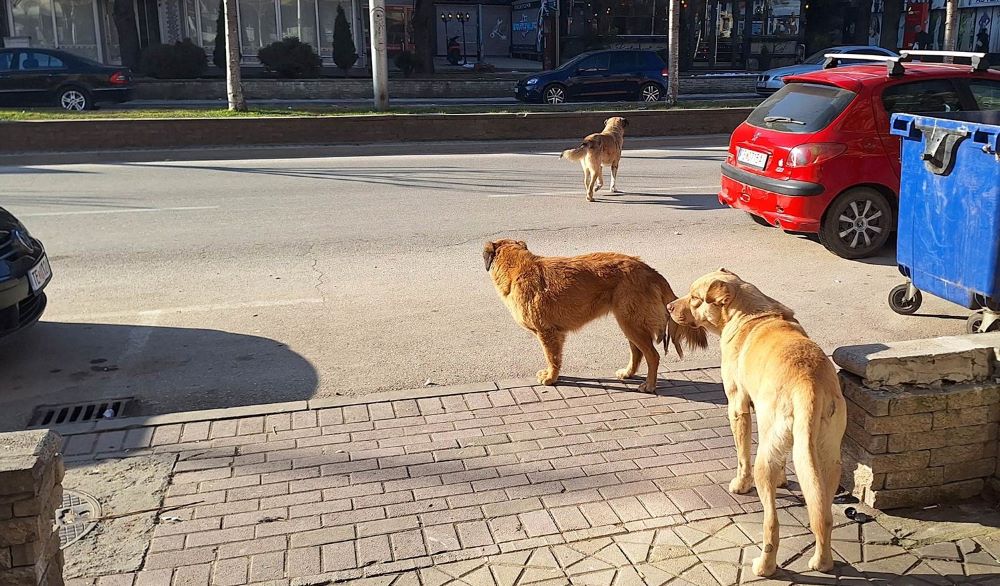 ШЕСТ ЛИЦА ОД КОИ 4 ДЕЦА СЕ КАСНАТИ ОД КУЧИЊА СКИТНИЦИ ВО ЕДЕН ДЕН ВО ТЕТОВО