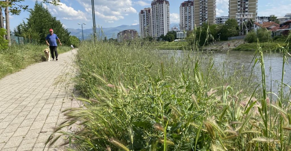 СКОПЈЕ НЕИСКОСЕНО, ОД „ПАРКОВИ“ ВЕЛАТ ДЕКА КОСАТ, НО ДОЖДОВИТЕ ГИ ОТЕЖНАЛЕ РЕДОВНИТЕ АКТИВНОСТИ