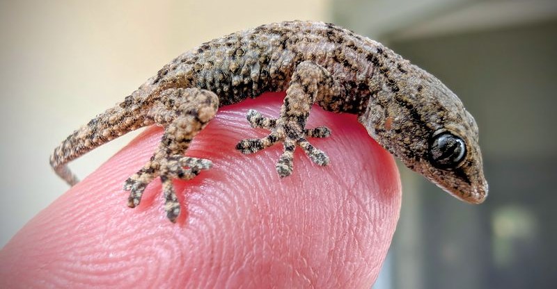 ЖИВ ТРОПСКИ ГУШТЕР НАЈДЕН ВО ПАКУВАНА САЛАТА ВО СУПЕРМАРКЕТ ВО ПОЛСКА ЖИВ ТРОПСКИ ГУШТЕР НАЈДЕН ВО ПАКУВАНА САЛАТА ВО СУПЕРМАРКЕТ ВО ПОЛСКА