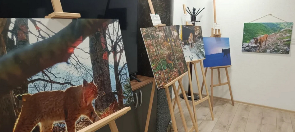 ПАТУВАЧКАТА ИЗЛОЖБА ЗА БАЛКАНСКИОТ РИС ПРЕДУПРЕДУВА ДЕКА НЕГОВАТА ИДНИНА Е ЗАГРОЗЕНА, ВО МАКЕДОНИЈА ГИ ИМА ОКОЛУ 40 ПАТУВАЧКАТА ИЗЛОЖБА ЗА БАЛКАНСКИОТ РИС ПРЕДУПРЕДУВА ДЕКА НЕГОВАТА ИДНИНА Е ЗАГРОЗЕНА, ВО МАКЕДОНИЈА ГИ ИМА ОКОЛУ 40