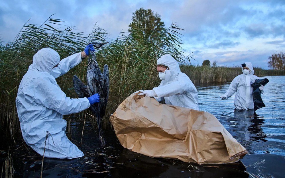 АКО МУТИРА, ПТИЧЈИ ГРИП БИ МОЖЕЛ ДА ПРЕДИЗВИКА ПОЛОША ПАНДЕМИЈА ОД КОВИД-19, ВЕЛИ ФРАНЦУСКИОТ ИНСТИТУТ „ПАСТЕР“ АКО МУТИРА, ПТИЧЈИ ГРИП БИ МОЖЕЛ ДА ПРЕДИЗВИКА ПОЛОША ПАНДЕМИЈА ОД КОВИД-19, ВЕЛИ ФРАНЦУСКИОТ ИНСТИТУТ „ПАСТЕР“