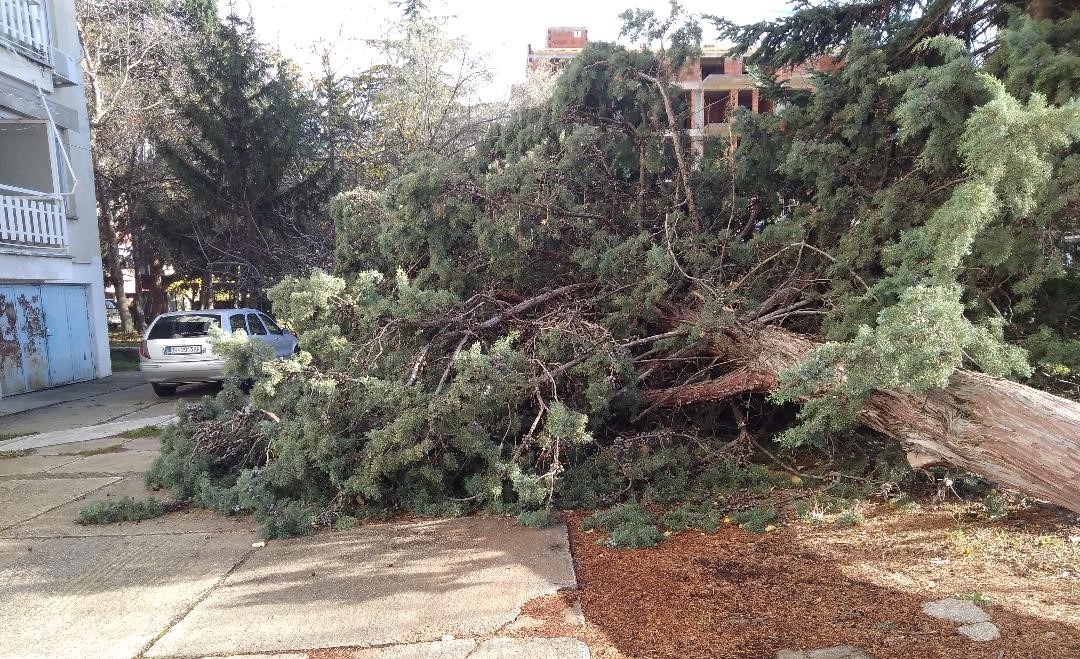 ПАДНА ДЕСЕТМЕТАРСКО ДРВО ВО ОХРИД И СМАЧКА АВТОМОБИЛ, ЖИТЕЛИТЕ БАРААТ ОПШТИНАТА ДА ГО ПОДИГНЕ, „КOМУНАЛЕЦ“ ВЕЛИ ДЕКА ПРВО ТРЕБА ДА ПЛАТАТ