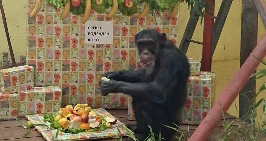 ВО СКОПСКАТА ЗООЛОШКА ПРОСЛАВЕН 30. РОДЕНДЕН НА ШИМПАНЗОТО КОКО, ДОБИ ТОРТА ОД ОВОШЈЕ ВО СКОПСКАТА ЗООЛОШКА ПРОСЛАВЕН 30. РОДЕНДЕН НА ШИМПАНЗОТО КОКО, ДОБИ ТОРТА ОД ОВОШЈЕ