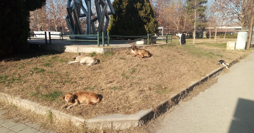 ЗА 11 МЕСЕЦИ ОПШТИНА ВЕЛЕС ИСПЛАТИЛА РЕКОРДНИ 11,8 МИЛИОНИ ДЕНАРИ ЗА ОБЕСШТЕТУВАЊЕ НА ГРАЃАНИ КАСНАТИ ОД КУЧИЊА, КАСНАТО БИЛО ЦЕЛО СЕМЕЈСТВО, А ЕДНО ЛИЦЕ ЧЕТИРИ ПАТИ ЗА 11 МЕСЕЦИ ОПШТИНА ВЕЛЕС ИСПЛАТИЛА РЕКОРДНИ 11,8 МИЛИОНИ ДЕНАРИ ЗА ОБЕСШТЕТУВАЊЕ НА ГРАЃАНИ КАСНАТИ ОД КУЧИЊА, КАСНАТО БИЛО ЦЕЛО СЕМЕЈСТВО, А ЕДНО ЛИЦЕ ЧЕТИРИ ПАТИ