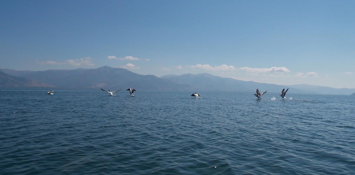 КАЈ ОХРИДСКОТО ЕЗЕРО ИМА 12.000 ПОМАЛКУ ВОДНИ ПТИЦИ ОД ЛАНИ, ВО ПРЕСПА ПОРАСТ ЗА 4.000, ВО ДОЈРАН ЗА 2,000, ПОКАЖА ЗИМСКИОТ ПОПИС НА МАКЕДОНСКОТО ЕКОЛОШКО ДРУШТВО