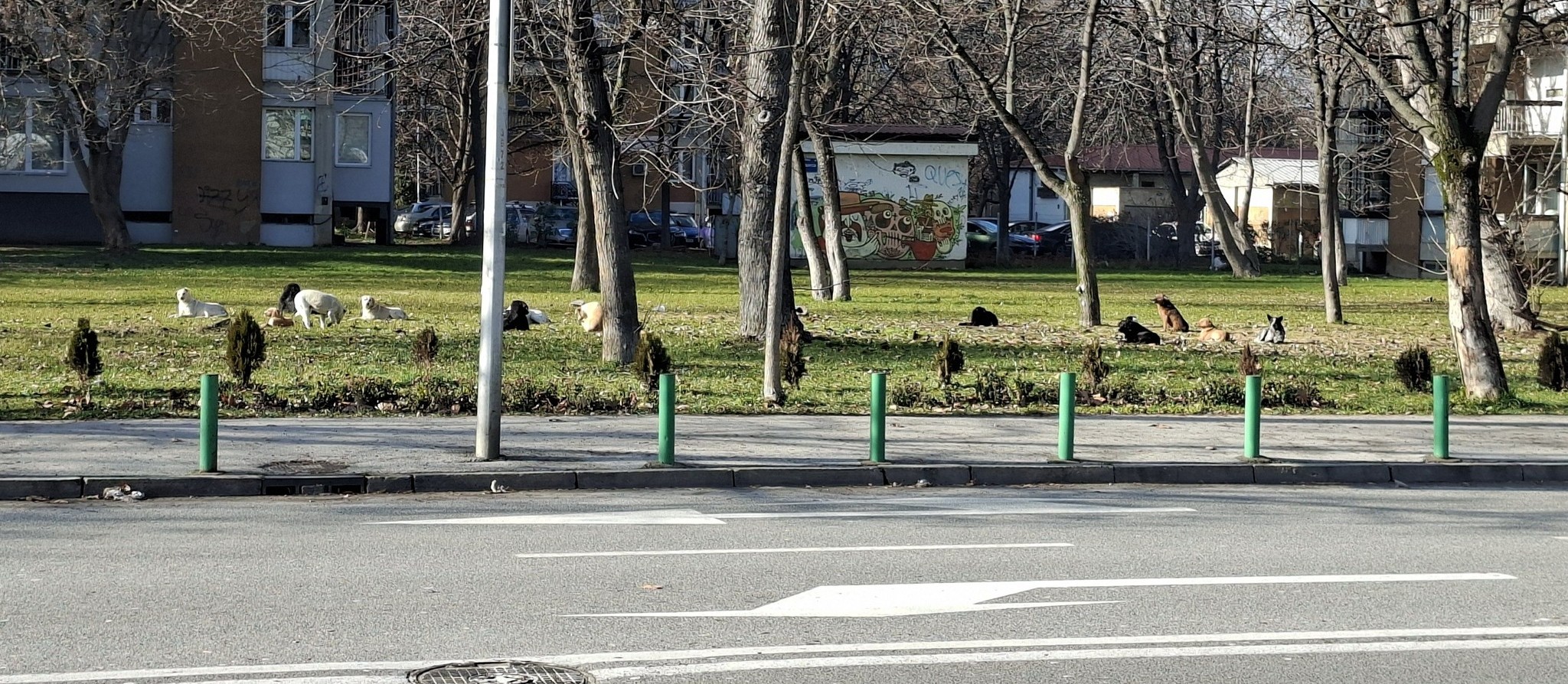 ГЛУТНИЦА КУЧИЊА СО КОМБИЊА СЕ НОСАТ ОД ДРУГИ ГРАДОВИ И СЕ ИСТОВАРААТ ВО СКОПЈЕ, ОД „ЛАЈКА“ БАРААТ МВР ДА СПРОВЕДЕ ИСТРАГА