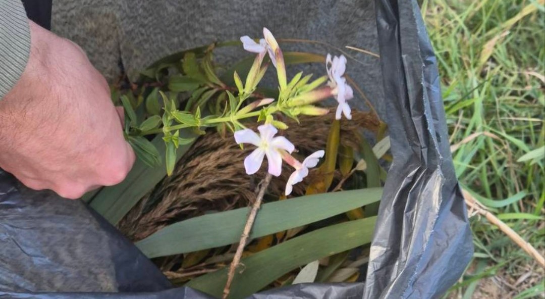 СО 19 ВИДОВИ ПЕСТИЦИДИ Е ЗАГАДЕН ДИВИОТ РАСТИТЕЛЕН СВЕТ ВО ПРЕСПА, ОТКРИ МАКЕДОНСКОТО ЕКОЛОШКО ДРУШТВО