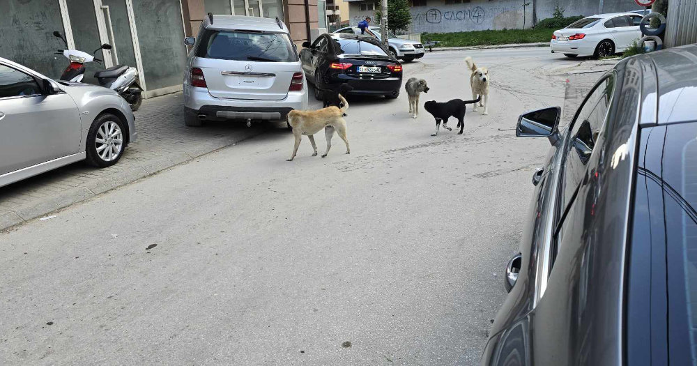ОПШТИНА КИЧЕВО НАЈАВУВА РЕШАВАЊЕ НА ДОЛГОГОДИШНИОТ ПРОБЛЕМ СО УЛИЧНИТЕ КУЧИЊА, ГРАЃАНИТЕ БАРААТ СИСТЕМСКО РЕШЕНИЕ, А НЕ ПРИВРЕМЕНИ АКЦИИ