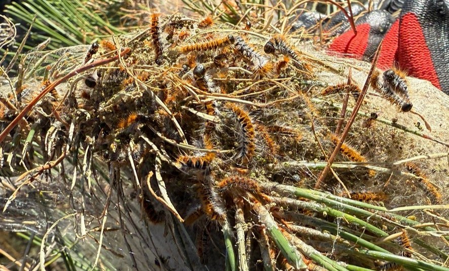 ГАСЕНИЦИ НА БОРОВ ЧЕТНИК ГИ ПУСТОШАТ ШУМИТЕ НАД КОЧАНИ, СВЕТИ НИКОЛЕ И ШТИП, ЗАФАТЕНА Е ПОВРШИНА КОЛКУ 13.000 ФУДБАЛСКИ ИГРАЛИШТА ГАСЕНИЦИ НА БОРОВ ЧЕТНИК ГИ ПУСТОШАТ ШУМИТЕ НАД КОЧАНИ, СВЕТИ НИКОЛЕ И ШТИП, ЗАФАТЕНА Е ПОВРШИНА КОЛКУ 13.000 ФУДБАЛСКИ ИГРАЛИШТА