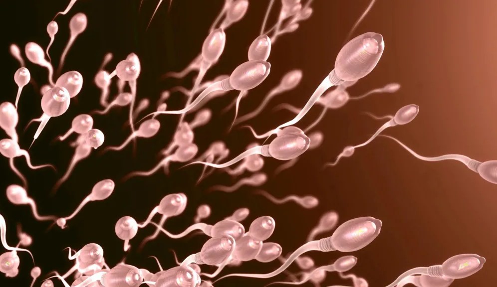 СПЕРМАТА Е НАЈПОДВИЖНА И НАЈКВАЛИТЕТНА ВО ЛЕТО, ПОКАЖА НОВО ИСТРАЖУВАЊЕ