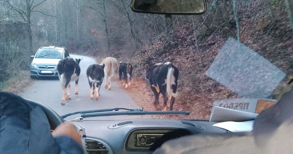 ГРАДОНАЧАЛНИКОТ И ЖИТЕЛИ НА ОСУМ КРИВОПАЛАНЕЧКИ СЕЛА ИЗЛЕГОА НА ПРОТЕСТ ПОРАДИ КРАВИТЕ ШТО ИМ ГИ УНИШТУВААТ ИМОТИТЕ 15 ГОДИНИ ГРАДОНАЧАЛНИКОТ И ЖИТЕЛИ НА ОСУМ КРИВОПАЛАНЕЧКИ СЕЛА ИЗЛЕГОА НА ПРОТЕСТ ПОРАДИ КРАВИТЕ ШТО ИМ ГИ УНИШТУВААТ ИМОТИТЕ 15 ГОДИНИ