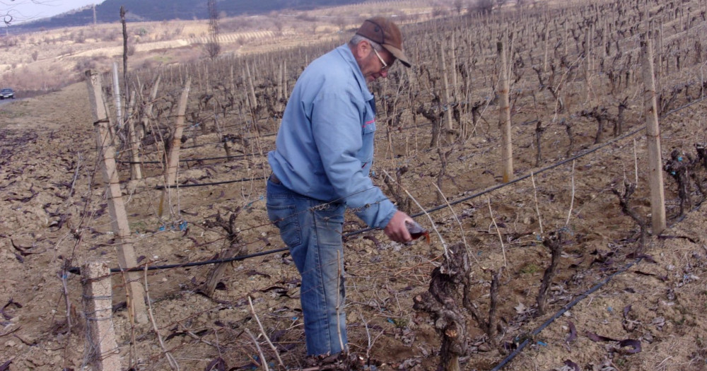 ЛОЗАРИТЕ БАРААТ УШТЕ МЕСЕЦОВ ДА СЕ ОБЈАВАТ ОТКУПНИТЕ ЦЕНИ НА ГРОЗЈЕТО ЗА ДА ЗНААТ ДАЛИ ВООПШТО ДА ГО РАБОТАТ