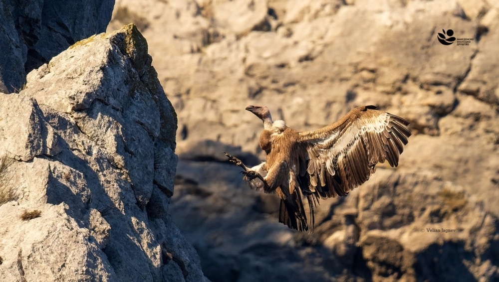 СО НОВ МЕЃУНАРОДЕН ПРОЕКТ ЌЕ СЕ ЗГОЛЕМУВА ПОПУЛАЦИЈАТА НА БЕЛОГЛАВИОТ МРШОЈАДЕЦ ВО МАКЕДОНИЈА СО НОВ МЕЃУНАРОДЕН ПРОЕКТ ЌЕ СЕ ЗГОЛЕМУВА ПОПУЛАЦИЈАТА НА БЕЛОГЛАВИОТ МРШОЈАДЕЦ ВО МАКЕДОНИЈА