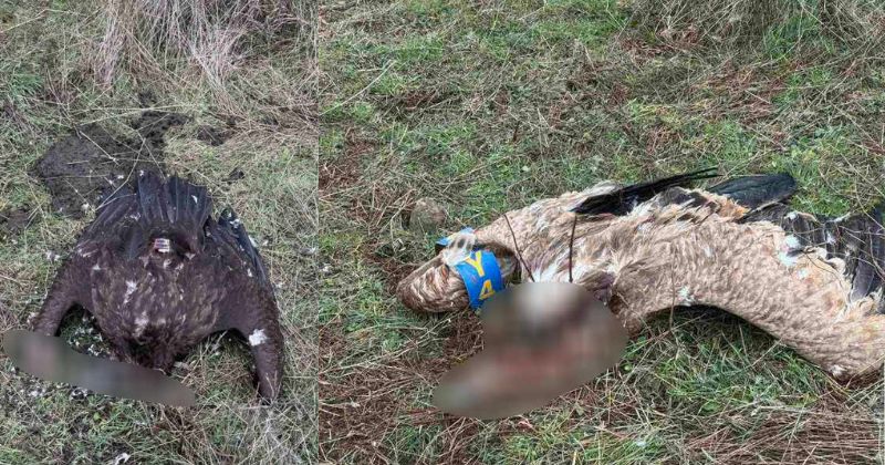 ПРОНАЈДЕНИ ДВА УГИНАТИ МРШОЈАДЦИ ВО КАВАДАРЕЧКО, ПТИЦИ КОИ СЕ ЗАГРОЗЕН ВИД ВО МАКЕДОНИЈА