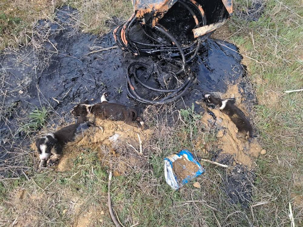 ВОЛОНТЕРИ СО ЧАСОВИ СПАСУВАЛЕ ТРИ КУЧЕНЦА ЗАРОБЕНИ ВО РАСТОПЕН БИТУМЕН КАЈ ГРАДСКО