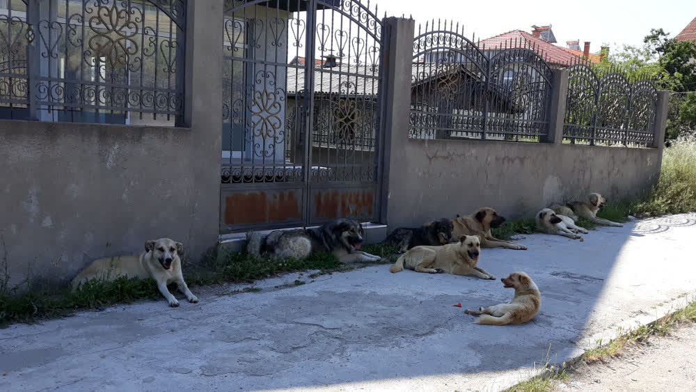 ОТШТЕТА ОД 65.000 ЕВРА ЗА ГРАЃАНИ КАСНAТИ ОД УЛИЧНИ КУЧИЊА ИСПЛАТИЛА ОПШТИНА КУМАНОВО, ДВАЈЦА ПРИЈАВИЛЕ ПОВЕЌЕПАТИ