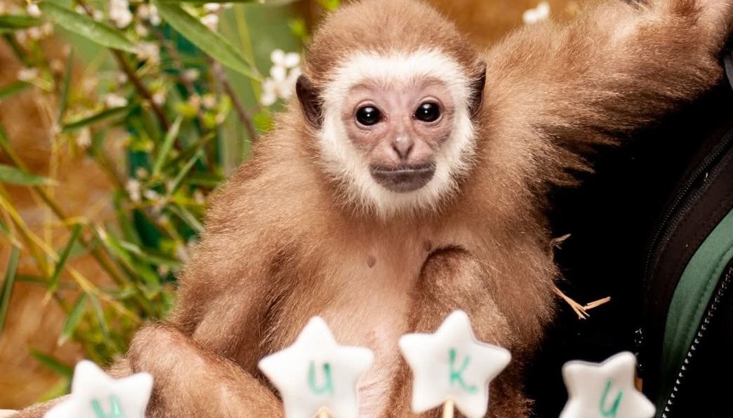 ГОСТИ ВО ЗООЛОШКА МУ ГИ УКРАЛЕ РОДЕНДЕНСКИТЕ ПОДАРОЦИ НА МАЈМУНОТ МИКИ