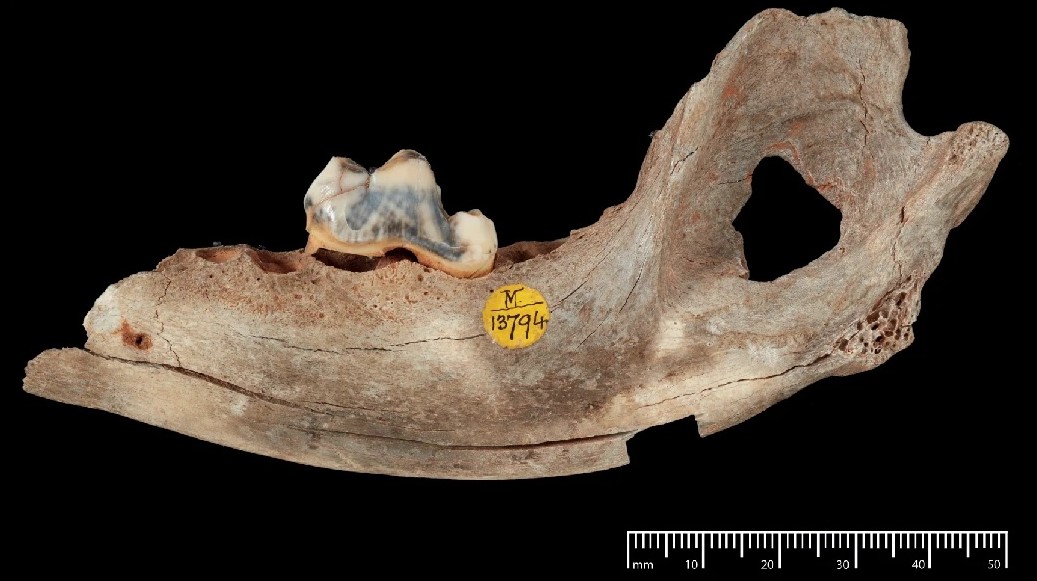 ОТКРИЕНИ ОСТАТОЦИ ОД НАЈСТАРОТО КУЧЕ ОД ПРЕД 15.800 ГОДИНИ ОТКРИЕНИ ОСТАТОЦИ ОД НАЈСТАРОТО КУЧЕ ОД ПРЕД 15.800 ГОДИНИ