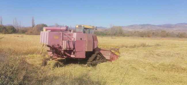 ПОРАДИ НИСКИТЕ ОТКУПНИ ЦЕНИ, КОЧАНСКИТЕ ОРИЗАРИ СЕ ДВОУМАТ ДАЛИ ДА СЕАТ ОРИЗ