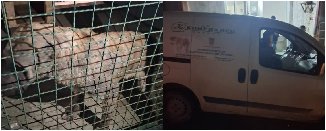 КАНГАЛ ИСКАСА 4-ГОДИШНО ДЕВОЈЧЕ ОД БИТОЛА, ЖИТЕЛИ ОД БАИР ВЕЛАТ ДЕКА Е ИСТОТО КУЧЕ ШТО ПРЕД ЕДЕН МЕСЕЦ НАПАДНА ДРУГО ДЕТЕ