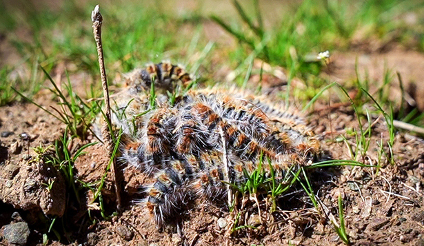 БОРОВИОТ ЧЕТНИК ЈА НАПАДНА ШУМАТА ВО КОЧАНСКИТЕ ПРИГРАДСКИ НАСЕЛБИ, ЖИТЕЛИТЕ БАРААТ СЕЧА