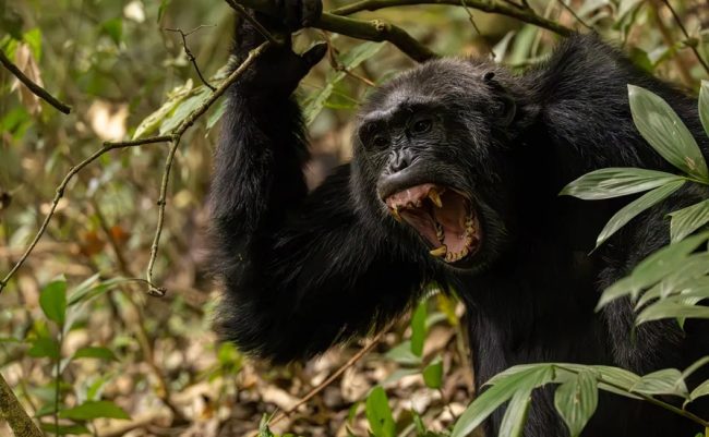 ШИМПАНЗАТА ВО УГАНДА ВОДАТ СУРОВА „ГРАЃАНСКА ВОЈНА“, ВЕЛАТ ИСТРАЖУВАЧИТЕ