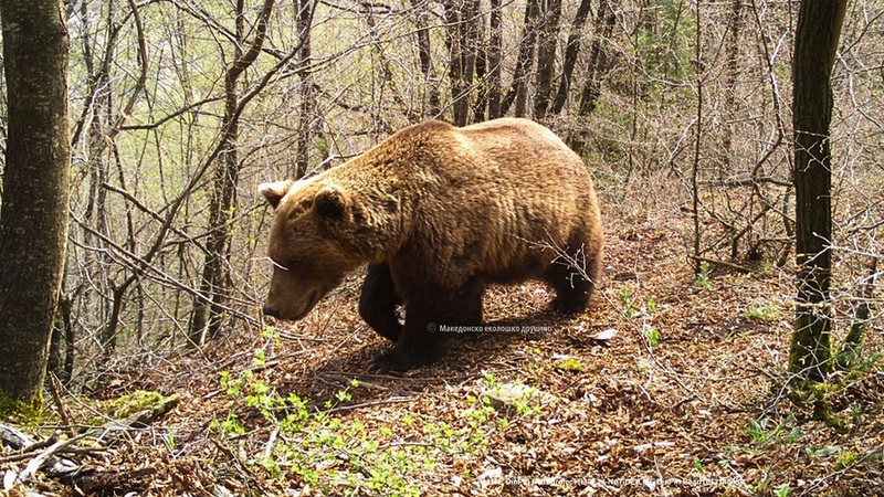 МАКЕДОНСКОТО ЕКОЛОШКО ДРУШТВО СЕ ВКЛУЧИ ВО РЕГИОНАЛЕН ПРОЕКТ ЗА ЗАШТИТА НА КАФЕАВАТА МЕЧКА