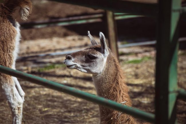 СО 355.000 ЕВРА ОД УНГАРСКИОТ КРЕДИТ БИТОЛА ЌЕ ГРАДИ ТЕРАРИУМ И ЖИВЕАЛИШТЕ ЗА КОПИТАРИ ВО ЗООЛОШКАТА ГРАДИНА