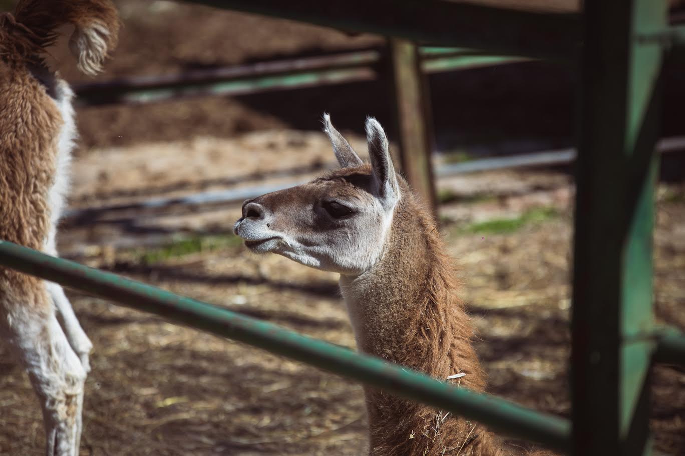СО 355.000 ЕВРА ОД УНГАРСКИОТ КРЕДИТ БИТОЛА ЌЕ ГРАДИ ТЕРАРИУМ И ЖИВЕАЛИШТЕ ЗА КОПИТАРИ ВО ЗООЛОШКАТА ГРАДИНА