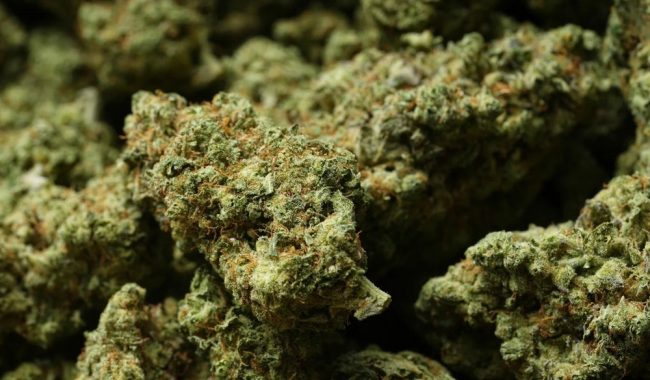 ВЛАДАТА НА ТРАМП ЈА ПРОГЛАСИ МАРИХУАНАТА ЗА ПОМАЛКУ ОПАСНА ДРОГА, ДАВАЈЌИ Ѝ ПОТТИК НА ИНДУСТРИЈАТА ОД 47 МИЛИЈАРДИ ДОЛАРИ