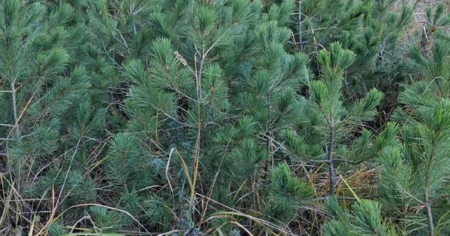 ПОДМЛАДОК НА МОЛИКА НИКНУВА НА ПЕЛИСТЕР, СЕ ФОРМИРА И РАБОТНА ГРУПА ОД ЕКСПЕРТИ ЗА ПОНАТАМОШНИ МЕРКИ