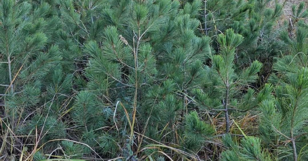 ПОДМЛАДОК НА МОЛИКА НИКНУВА НА ПЕЛИСТЕР, СЕ ФОРМИРА И РАБОТНА ГРУПА ОД ЕКСПЕРТИ ЗА ПОНАТАМОШНИ МЕРКИ