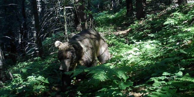 МЕЧКАТА Е ПОД ЗАШТИТА И ТРЕБА ДА Е ОПАСНА ЗА ЛУЃЕТО ЗА ДА СЕ ДОЗВОЛИ ОТСТРЕЛ, ВЕЛИ МИНИСТЕРСТВОТО ЗА ШУМАРСТВО ЗА НАМНОЖЕНИОТ ДИВЕЧ ВО БИТОЛСКО