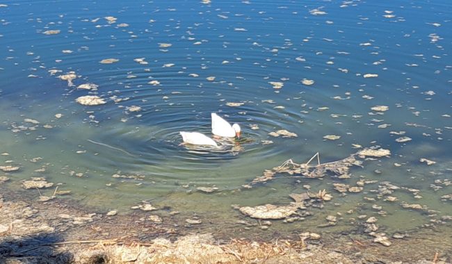 ВОДАТА ОД ЕЗЕРОТО МЛАДОСТ НЕ Е ЗА ПЛИВАЊЕ И РЕКРЕАЦИЈА, МОРА ДА СЕ ПРОВЕРИ ДАЛИ ИМА ЦИЈАНОТОКСИНИ