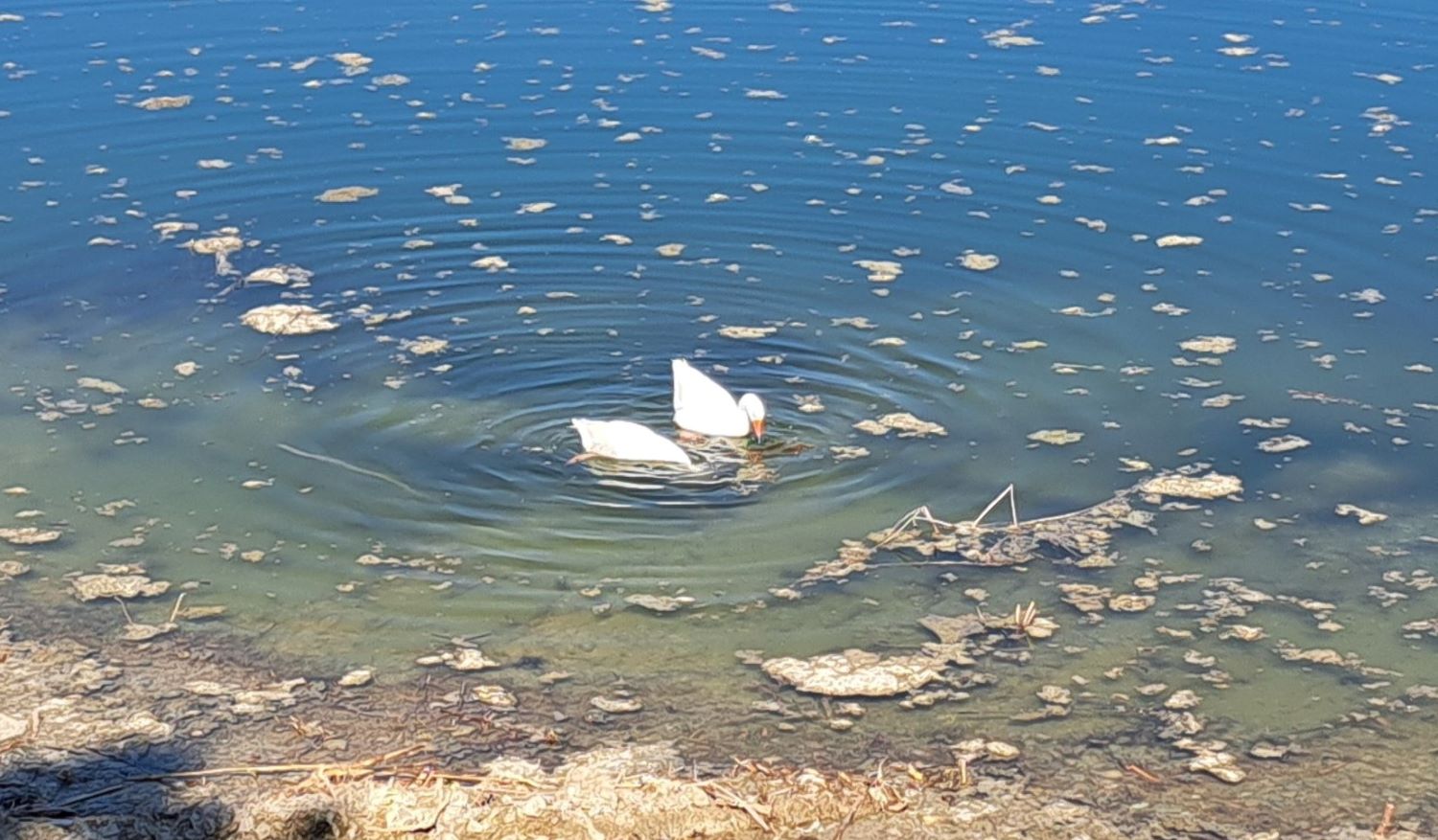 ВОДАТА ОД ЕЗЕРОТО МЛАДОСТ НЕ Е ЗА ПЛИВАЊЕ И РЕКРЕАЦИЈА, МОРА ДА СЕ ПРОВЕРИ ДАЛИ ИМА ЦИЈАНОТОКСИНИ
