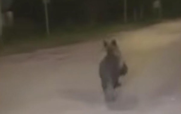МЕЧКА СНИМЕНА КАКО ТРЧА ВО БЛИЗИНА НА ГРАДСКИОТ ПАРК ВО БИТОЛА МЕЧКА СНИМЕНА КАКО ТРЧА ВО БЛИЗИНА НА ГРАДСКИОТ ПАРК ВО БИТОЛА