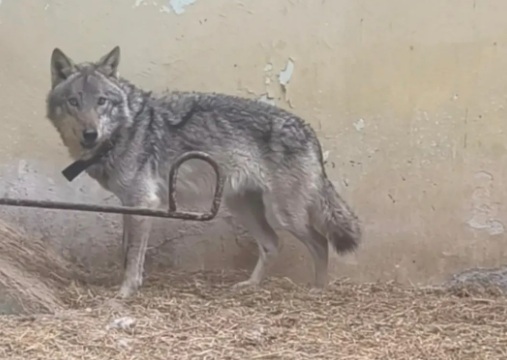 ЖИВОТНОТО ЗАЛОВЕНО ВО СКОПСКАТА НАСЕЛБА КОЗЛЕ Е ВОЛК, КАЖА АГЕНЦИЈАТА ЗА ХРАНА И ВЕТЕРИНАРСТВО ЖИВОТНОТО ЗАЛОВЕНО ВО СКОПСКАТА НАСЕЛБА КОЗЛЕ Е ВОЛК, КАЖА АГЕНЦИЈАТА ЗА ХРАНА И ВЕТЕРИНАРСТВО
