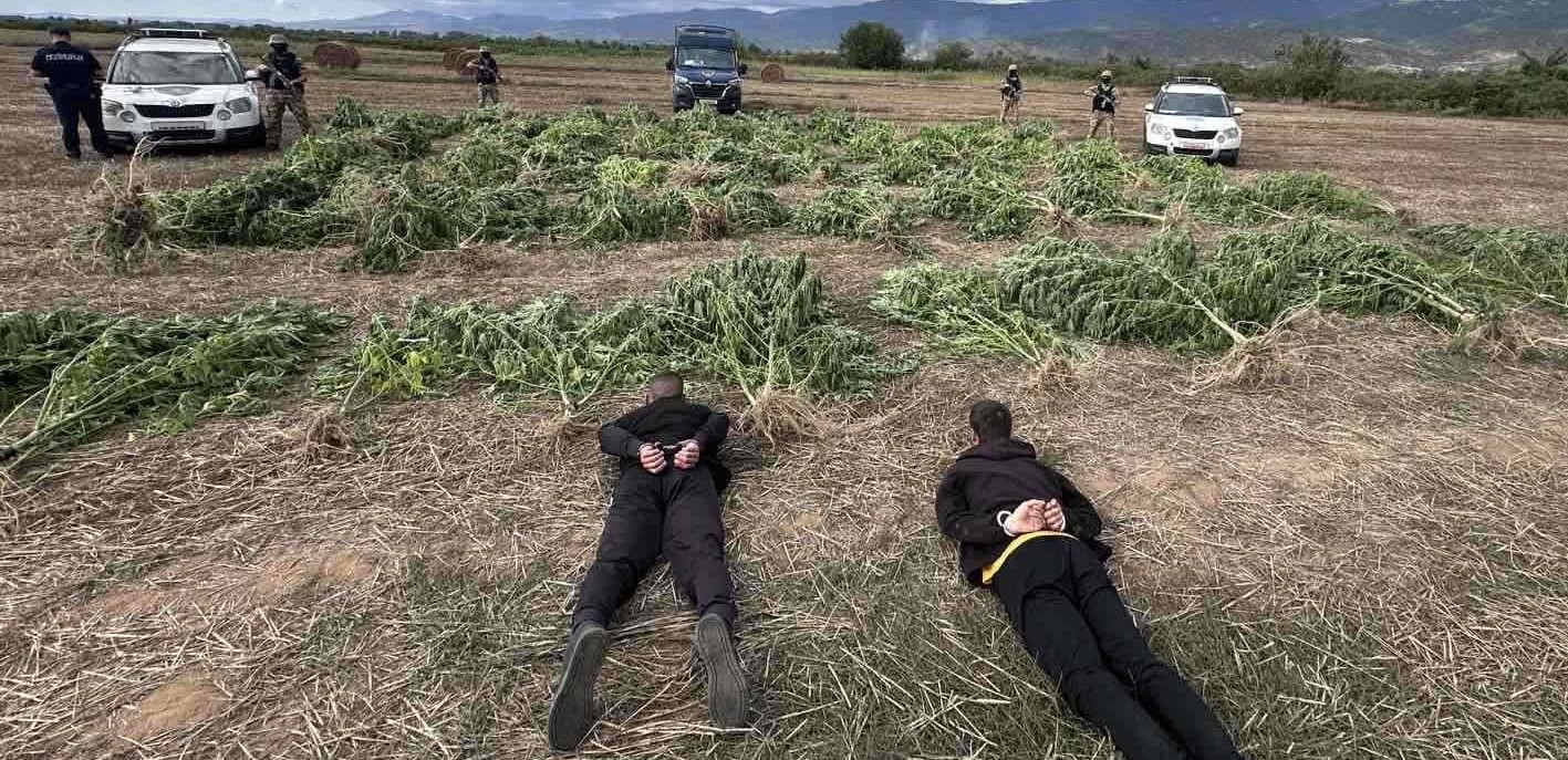 ПРИТВОР ЗА ДВАЈЦА ОД НОВО СЕЛО КОИ НА НИВА ОДГЛЕДУВАЛЕ МАРИХУАНА, ОДЗЕМЕНИ СТЕБЛА ТЕШКИ ВКУПНО 680 КИЛА ПРИТВОР ЗА ДВАЈЦА ОД НОВО СЕЛО КОИ НА НИВА ОДГЛЕДУВАЛЕ МАРИХУАНА, ОДЗЕМЕНИ СТЕБЛА ТЕШКИ ВКУПНО 680 КИЛА